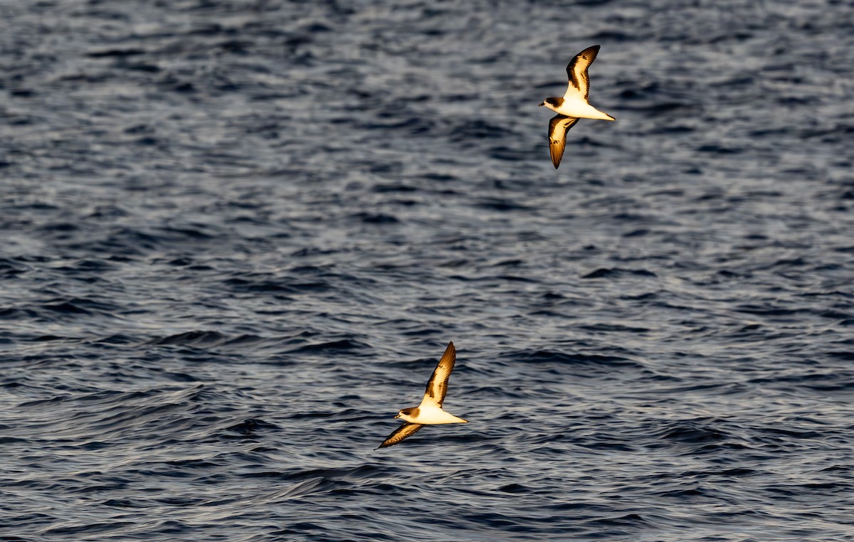 Bermuda Petrel - ML646162899