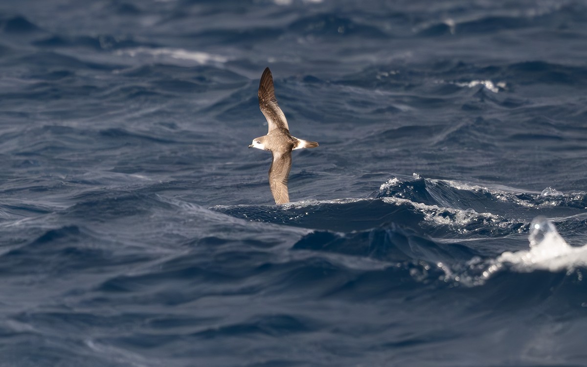 Bermuda Petrel - ML646162900