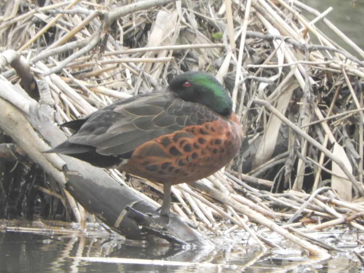 Cerceta Castaña - ML646162901