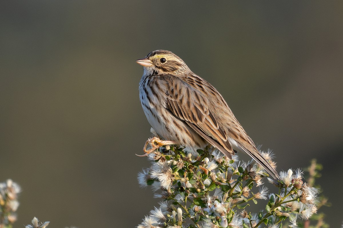 Savannah Sparrow - ML646162904