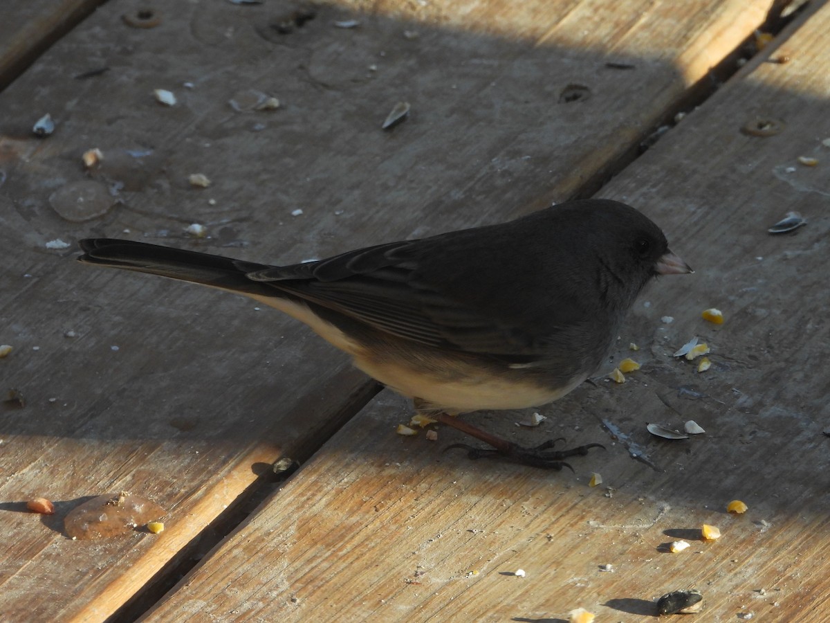 Junco Ojioscuro - ML646162905