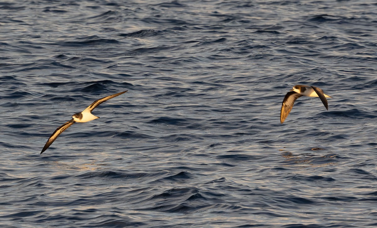 Bermuda Petrel - ML646162906