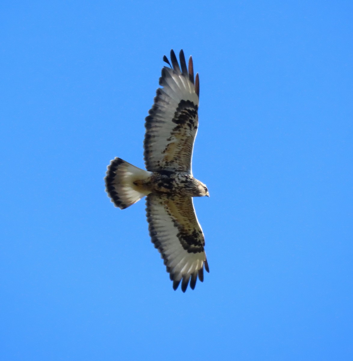 Rough-legged Hawk - ML646162909
