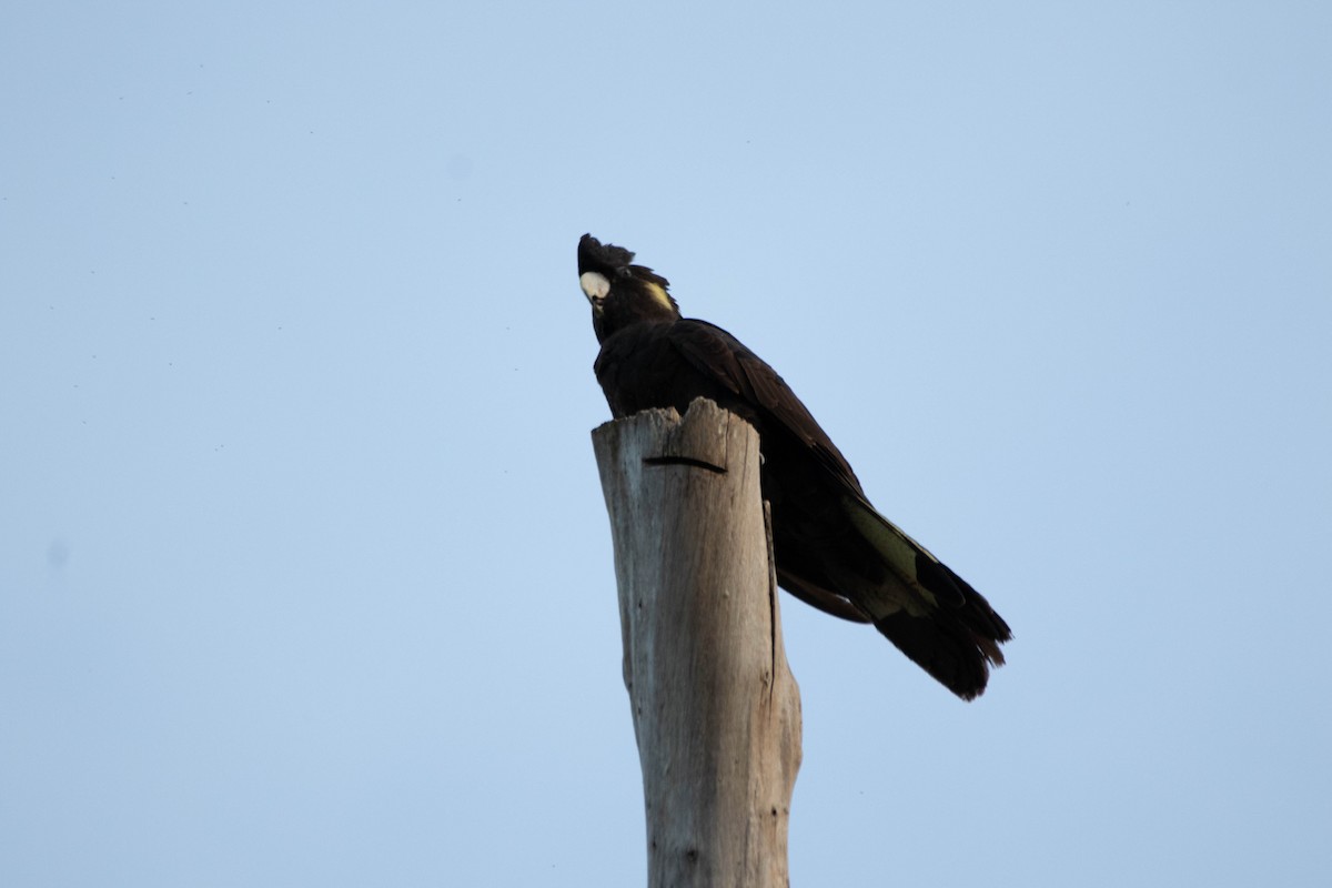 Cacatúa Fúnebre Coliamarilla - ML646162910