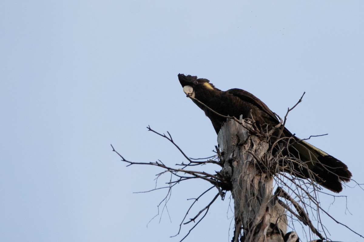 Cacatúa Fúnebre Coliamarilla - ML646162911