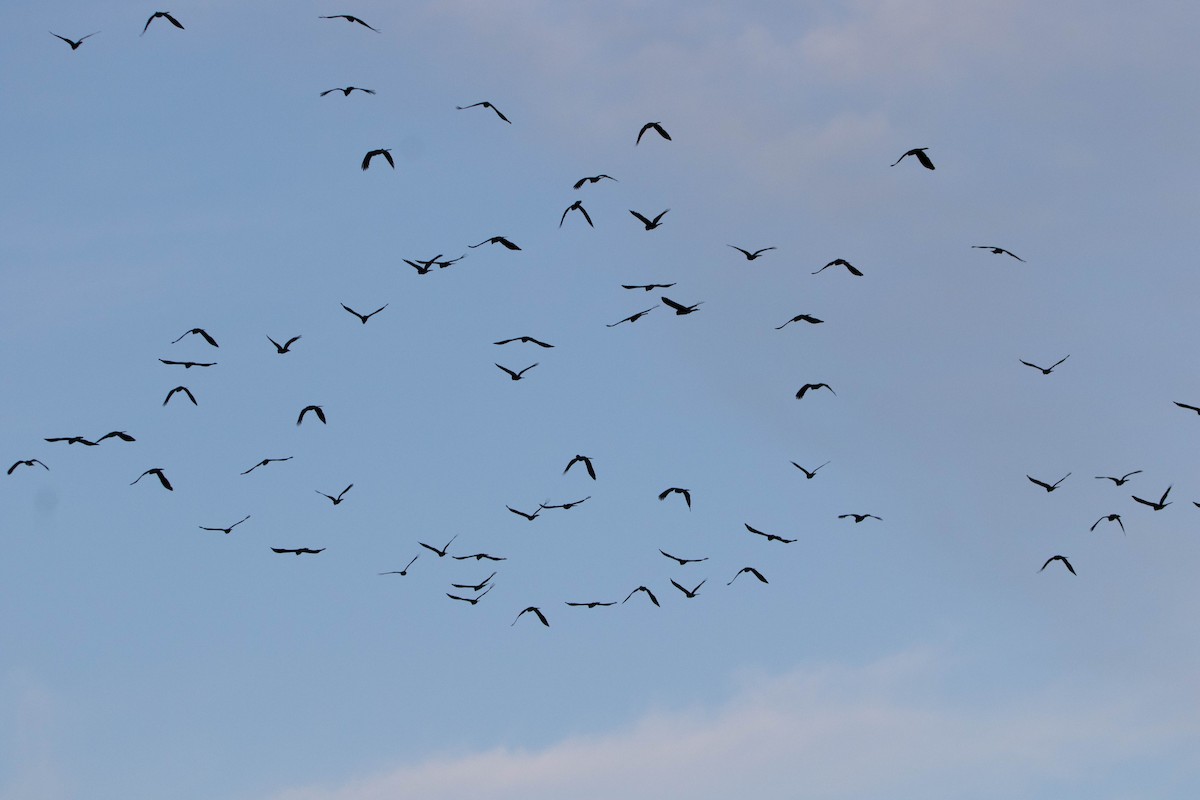 Cacatúa Fúnebre Coliamarilla - ML646162912