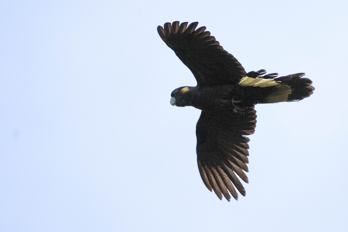 Cacatúa Fúnebre Coliamarilla - ML646162913