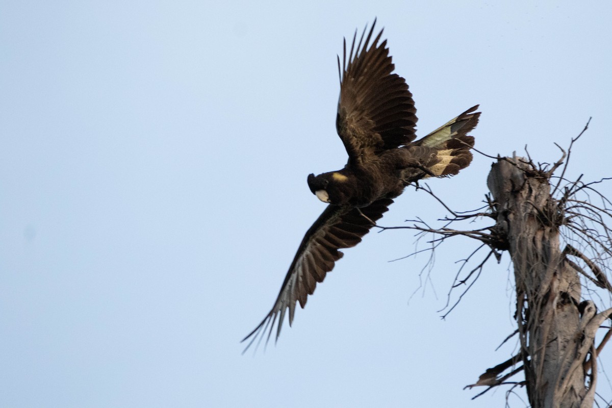 Cacatúa Fúnebre Coliamarilla - ML646162914