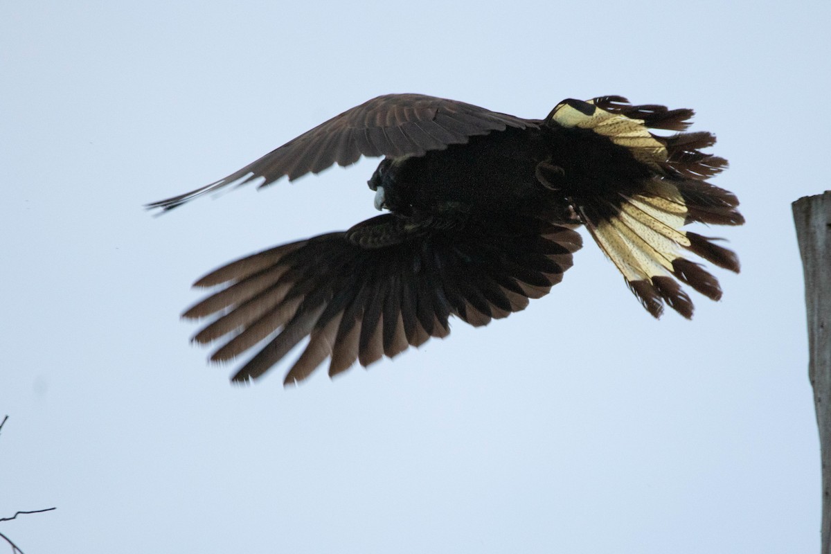 Cacatúa Fúnebre Coliamarilla - ML646162915