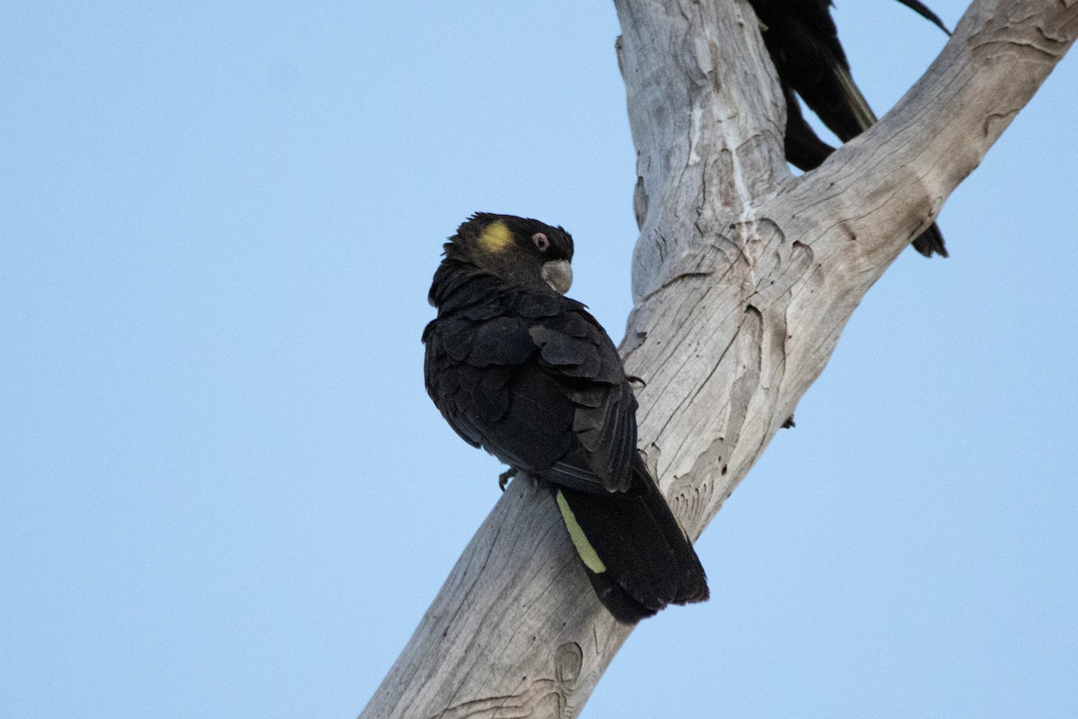 Cacatúa Fúnebre Coliamarilla - ML646162916