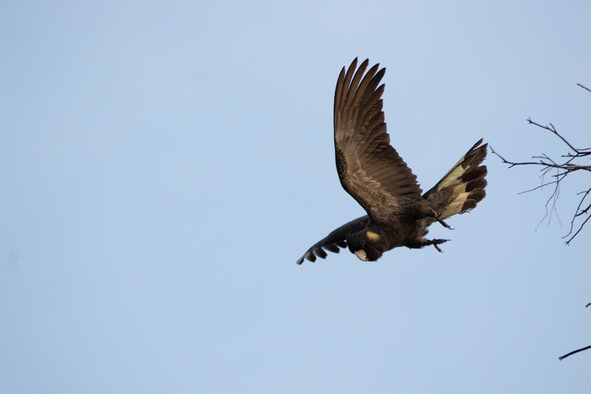 Cacatúa Fúnebre Coliamarilla - ML646162917