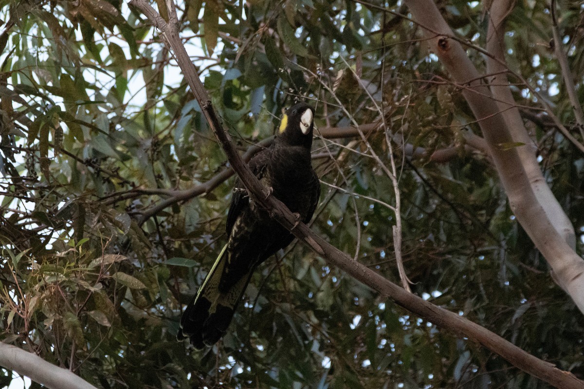 Cacatúa Fúnebre Coliamarilla - ML646162918