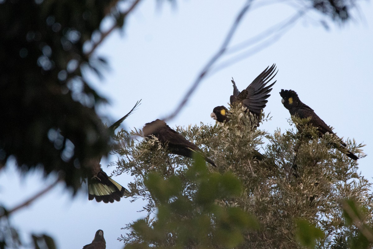 Cacatúa Fúnebre Coliamarilla - ML646162919