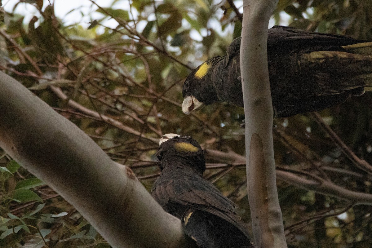 Cacatúa Fúnebre Coliamarilla - ML646162920