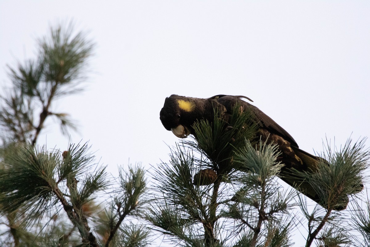 Cacatúa Fúnebre Coliamarilla - ML646162921