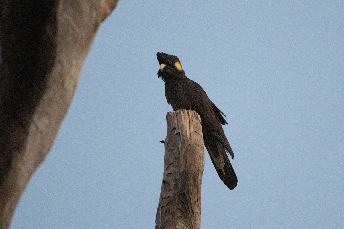 Cacatúa Fúnebre Coliamarilla - ML646162922