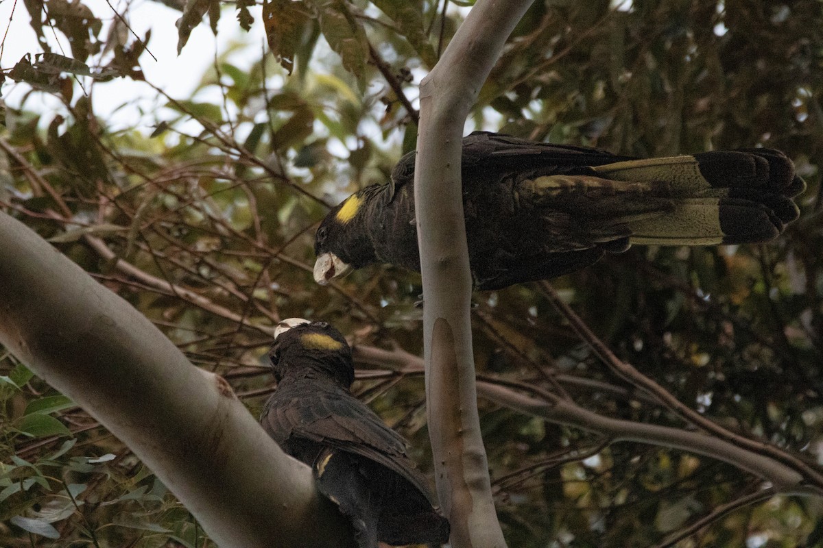 Cacatúa Fúnebre Coliamarilla - ML646162923