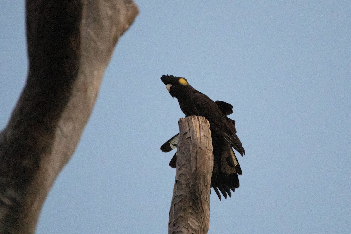Cacatúa Fúnebre Coliamarilla - ML646162924