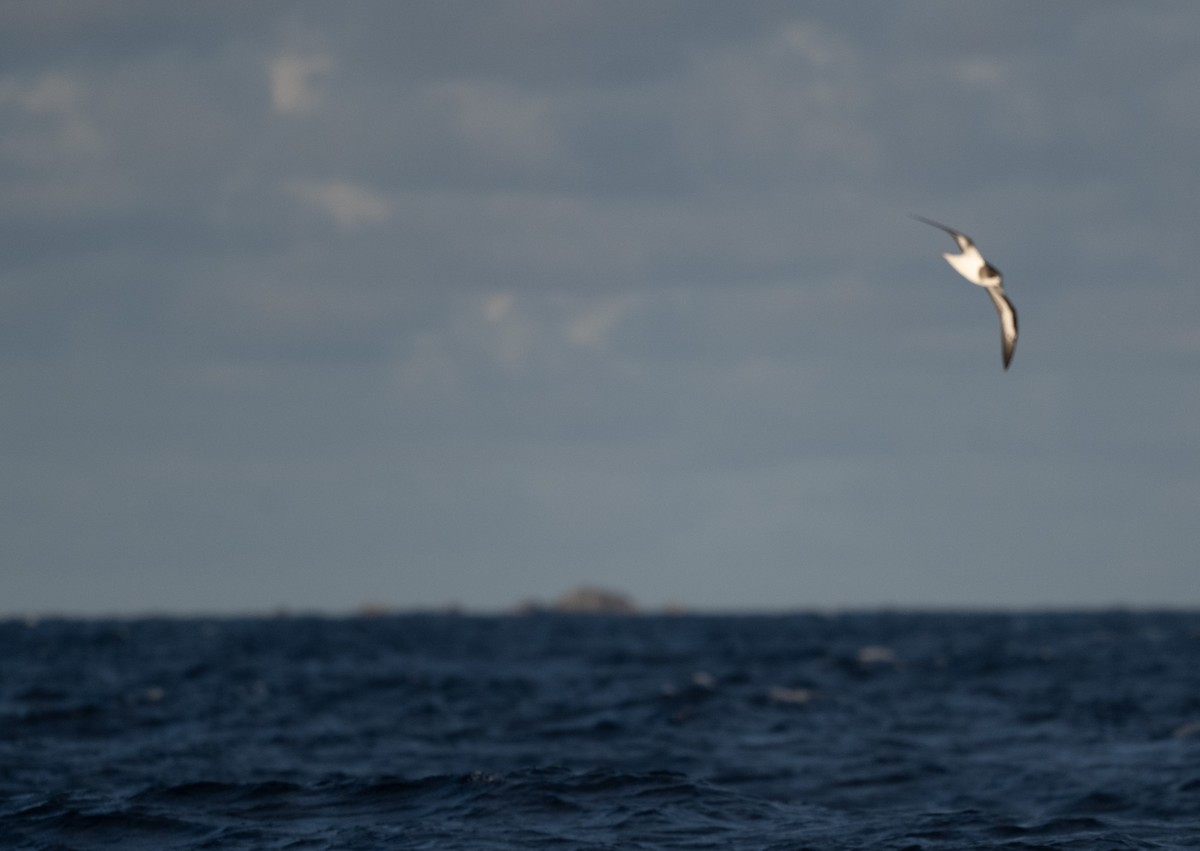 Petrel Cahow - ML646162925