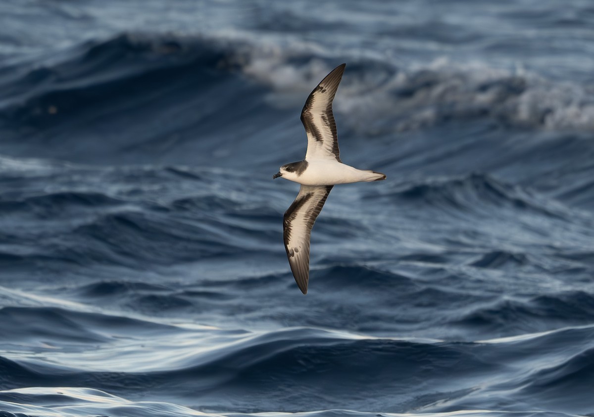 Petrel Cahow - ML646162926