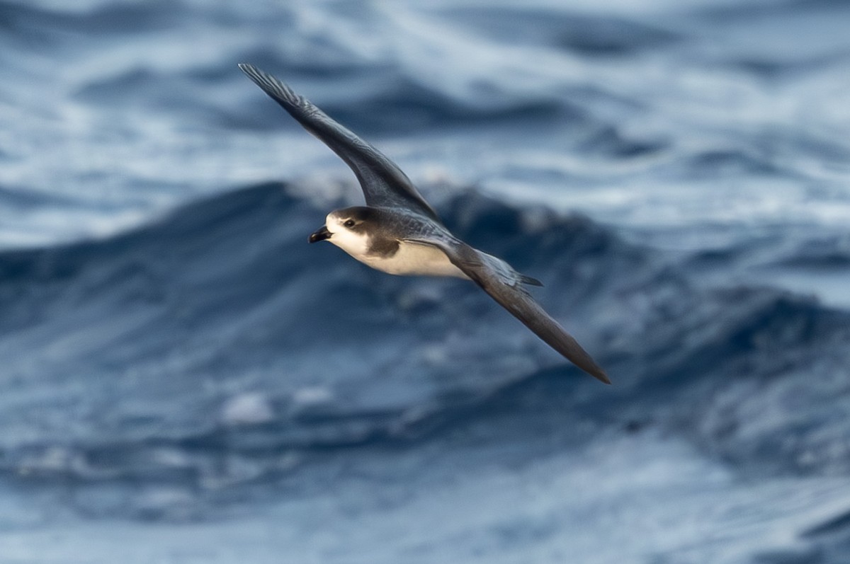 Petrel Cahow - ML646162927