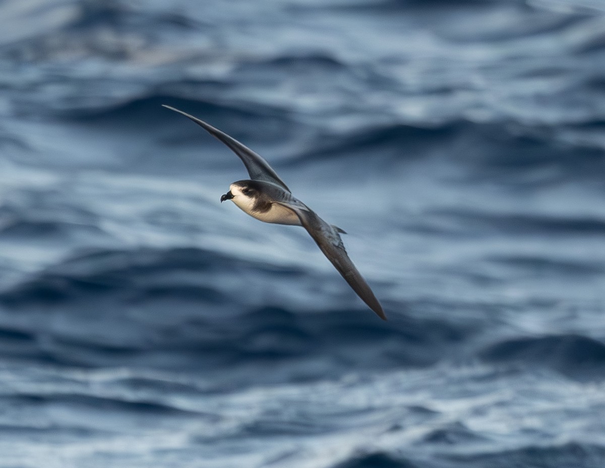 Petrel Cahow - ML646162928