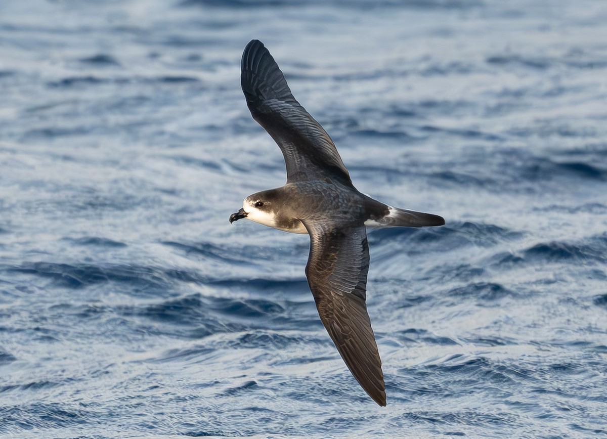 Petrel Cahow - ML646162929