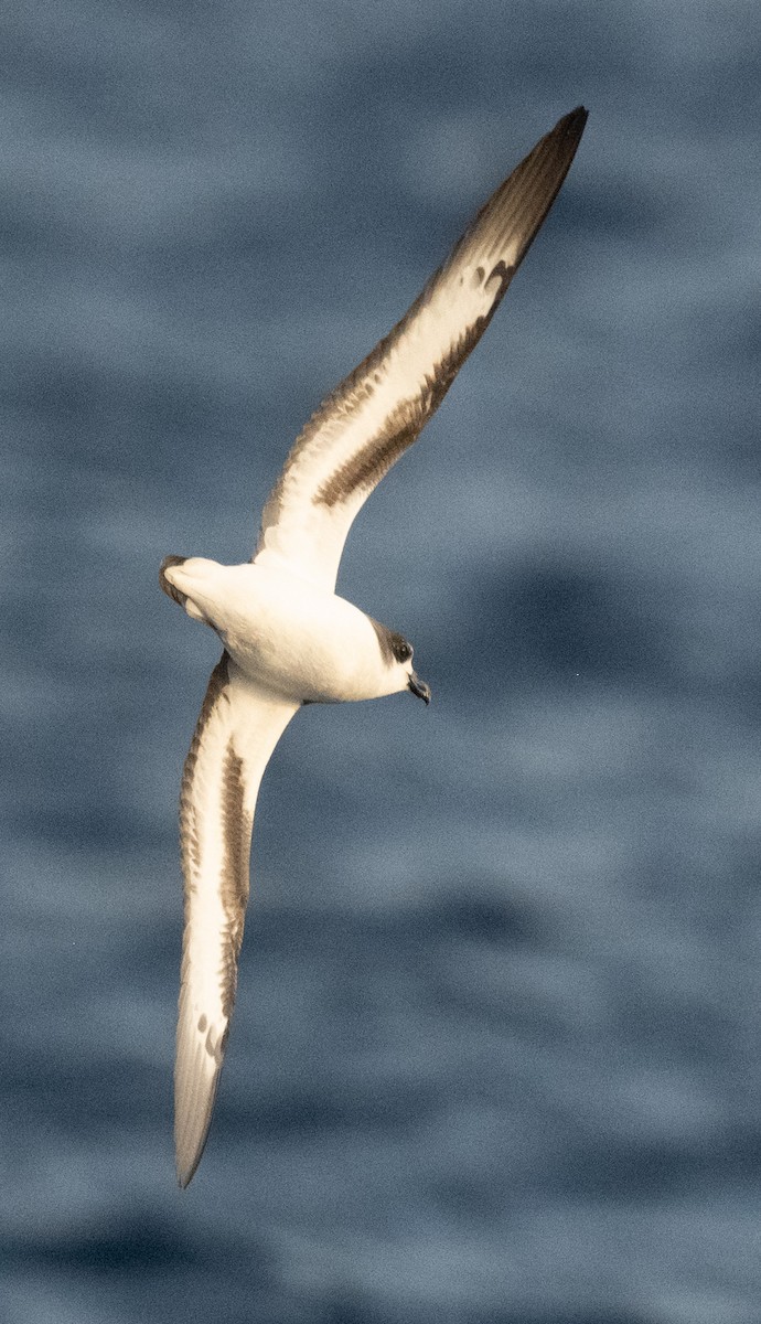 Petrel Cahow - ML646162930