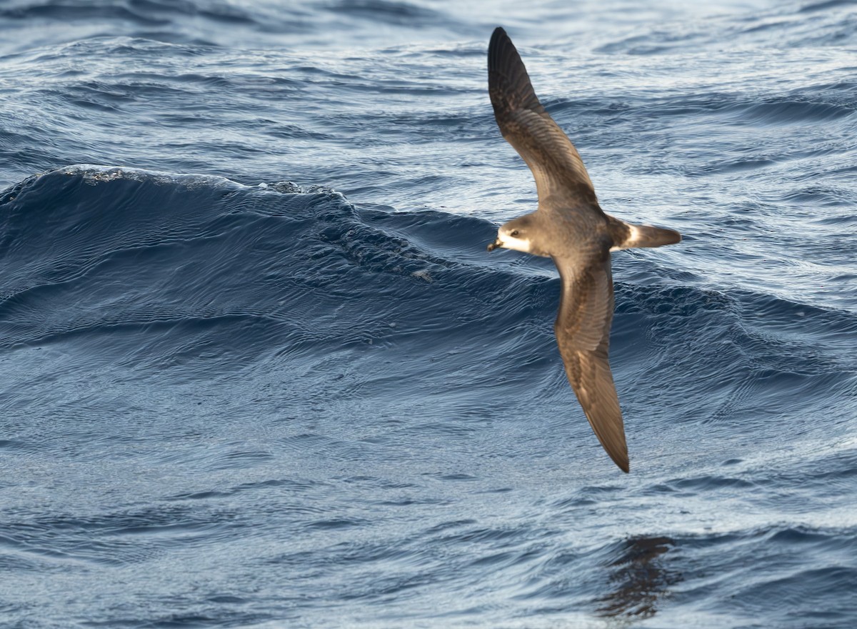 Petrel Cahow - ML646162931