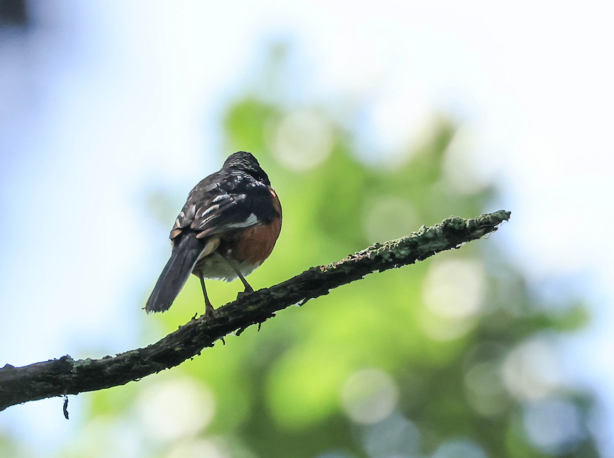 Toquí Flanquirrufo - ML646162932