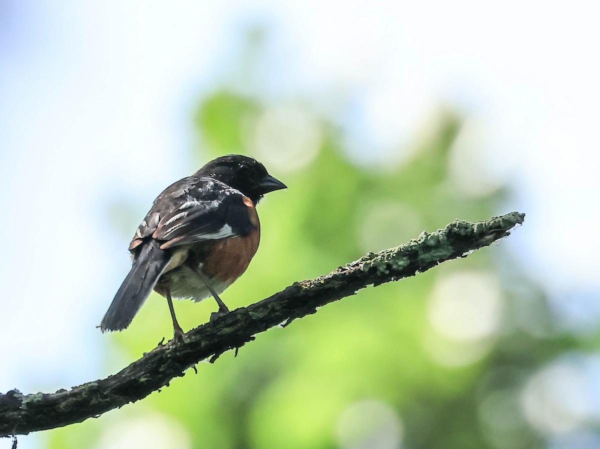 Toquí Flanquirrufo - ML646162934