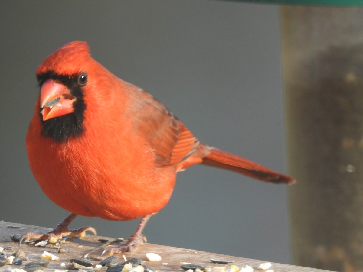 rødkardinal - ML646162935