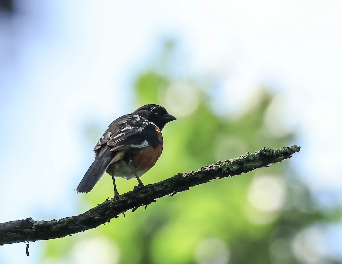 Toquí Flanquirrufo - ML646162936