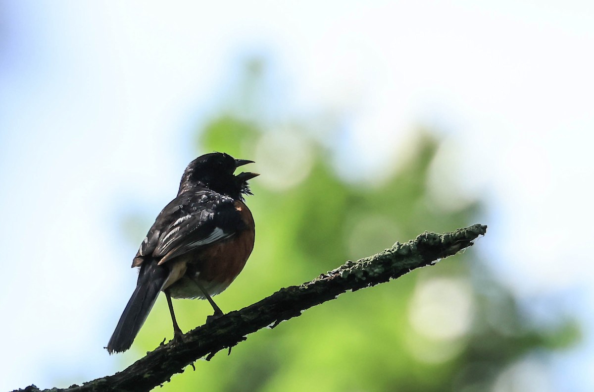 Toquí Flanquirrufo - ML646162937