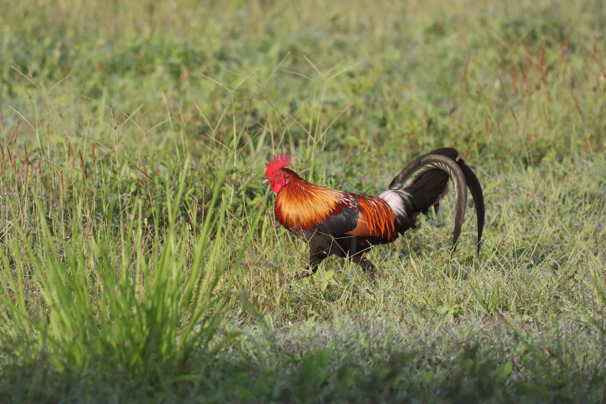 Gallo bankiva - ML646162941