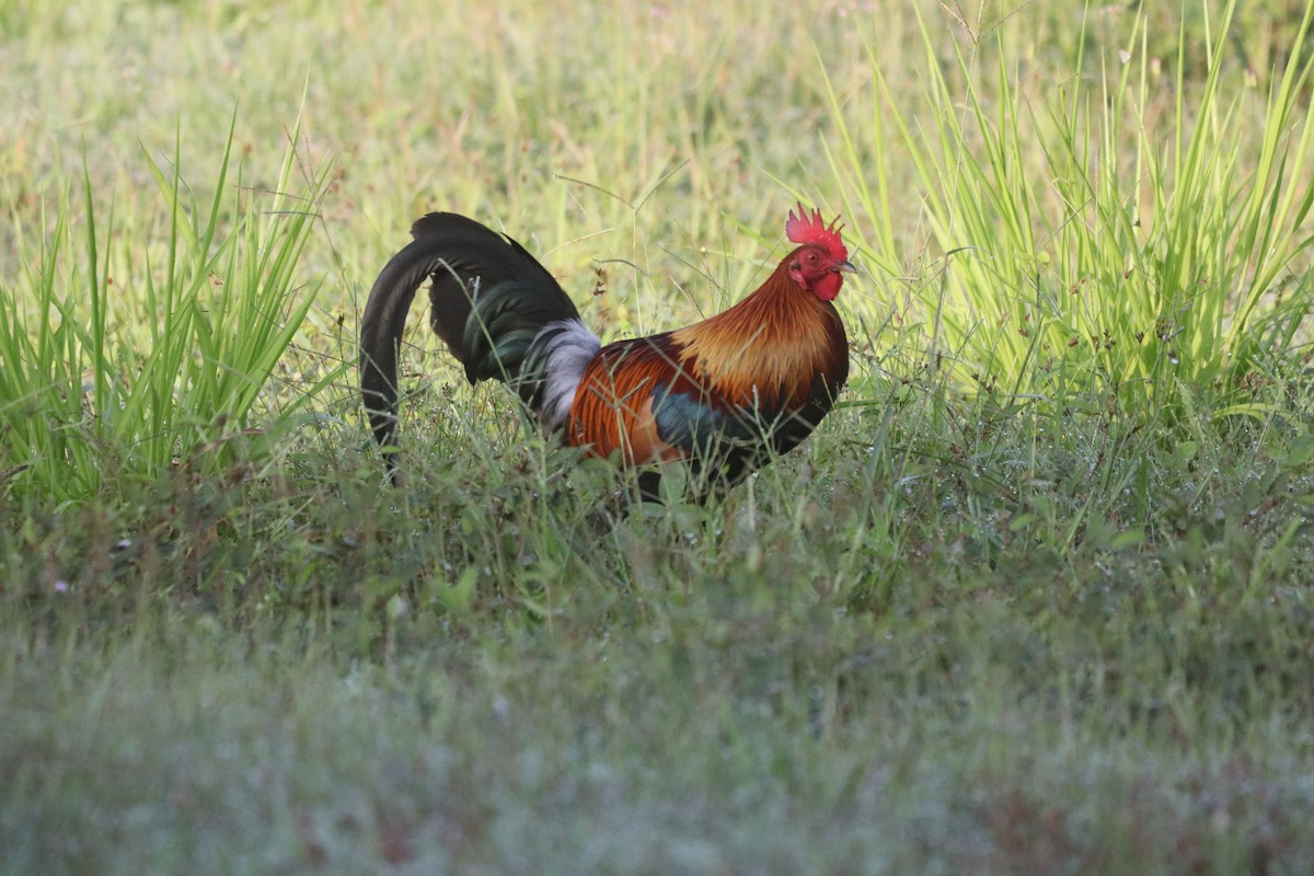 Gallo bankiva - ML646162942