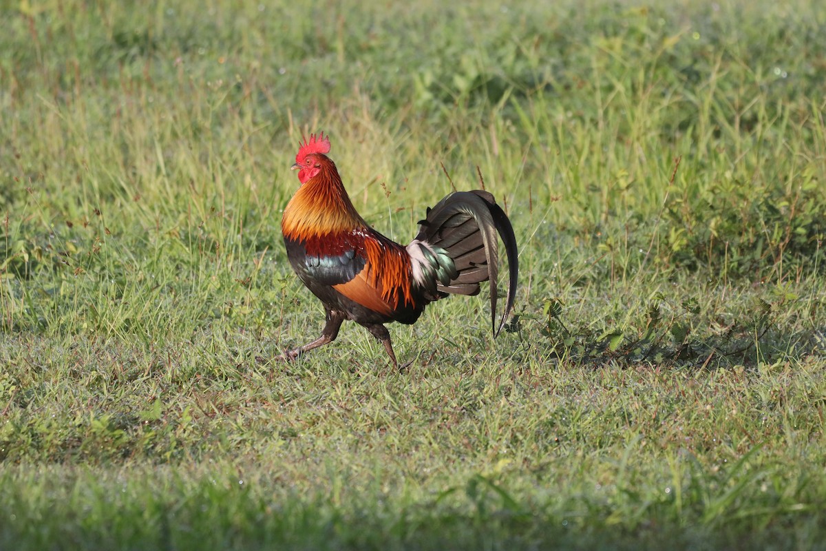 Gallo bankiva - ML646162943