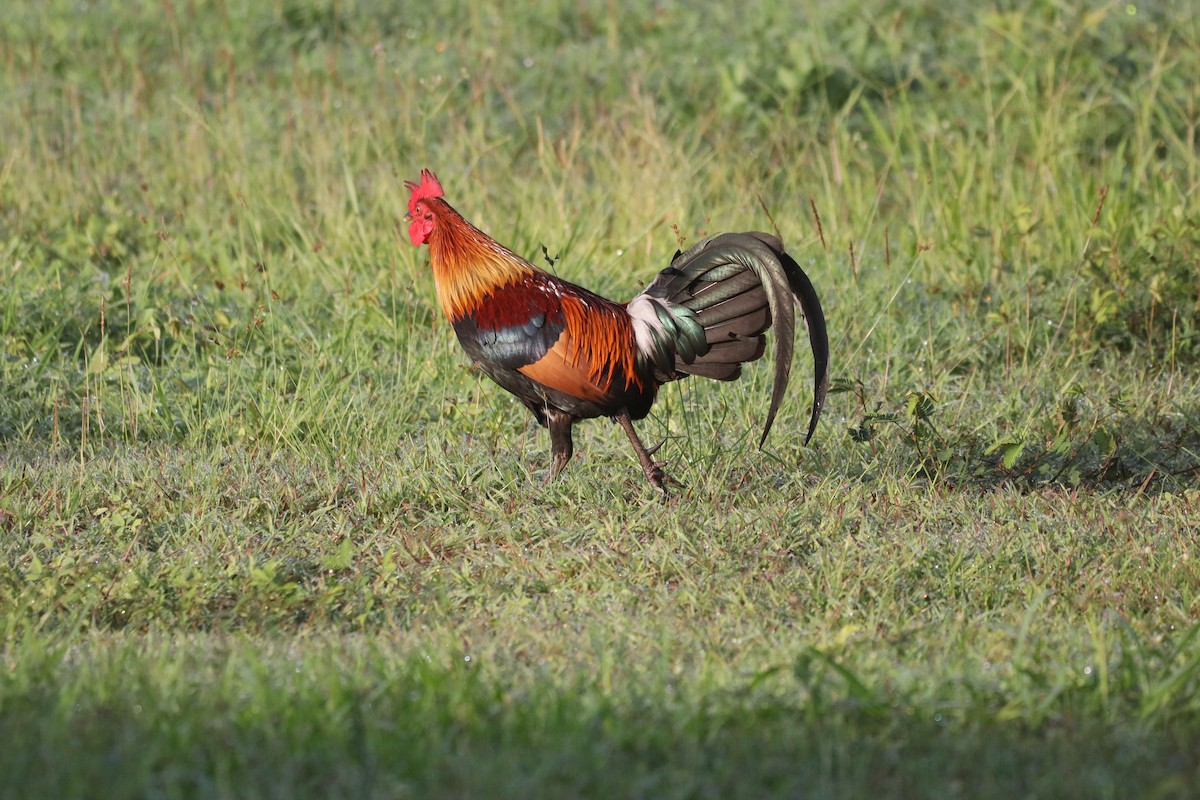 Gallo bankiva - ML646162945