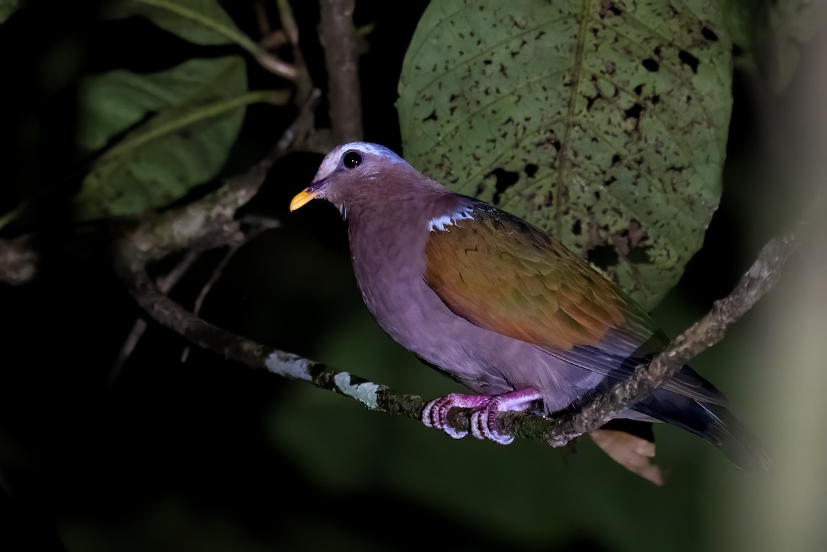 Asian Emerald Dove - ML646162949