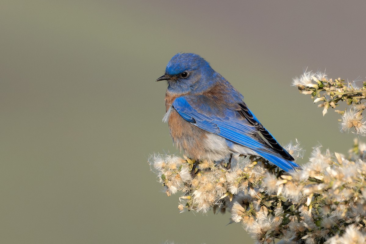 Western Bluebird - ML646162950