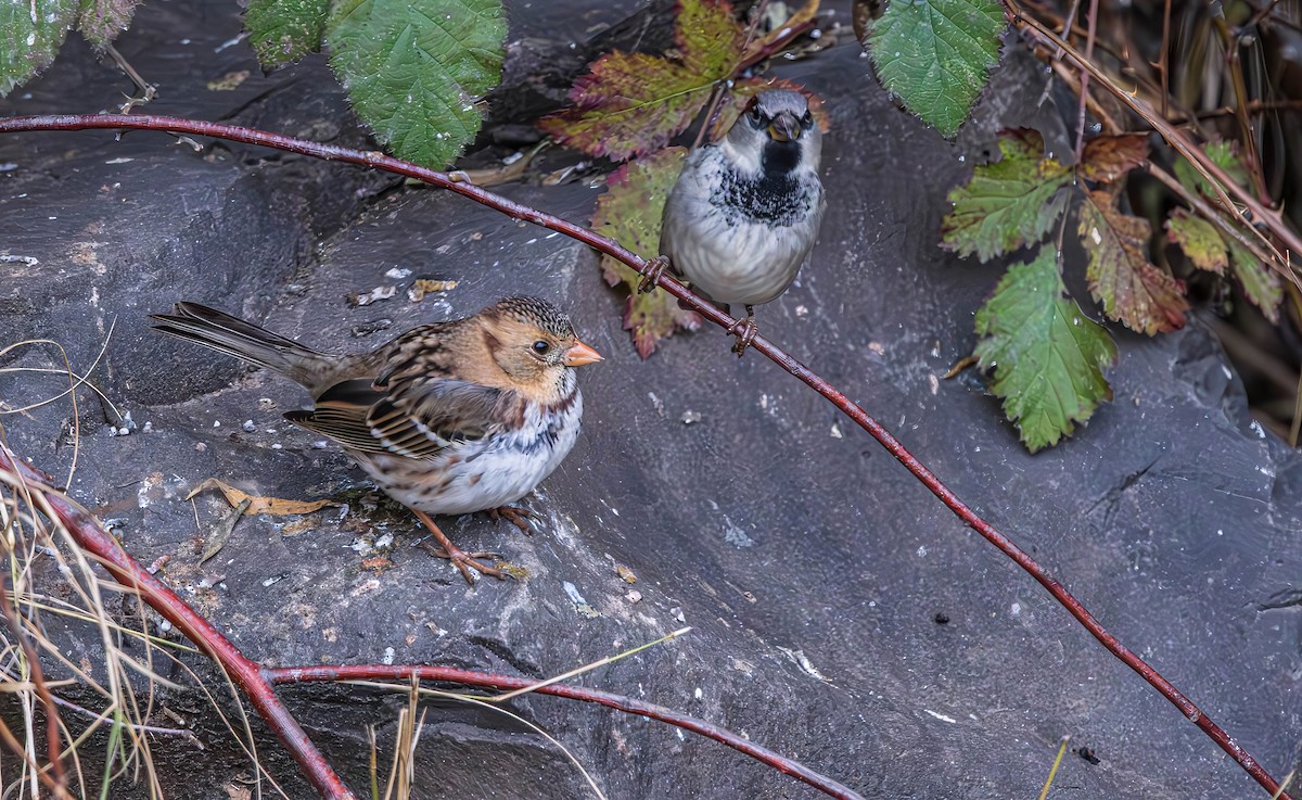 Harris's Sparrow - ML646162956