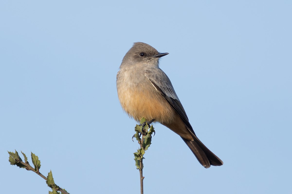 Say's Phoebe - ML646162958