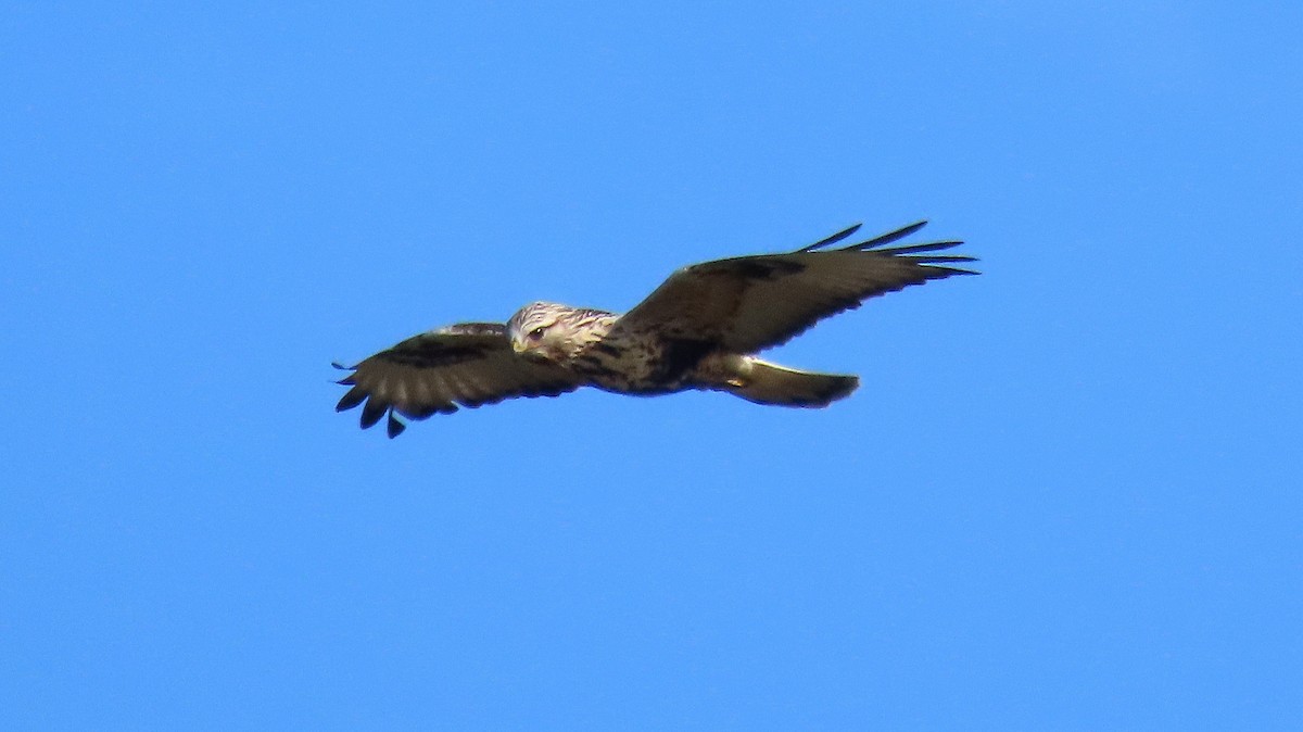 Rough-legged Hawk - ML646162959