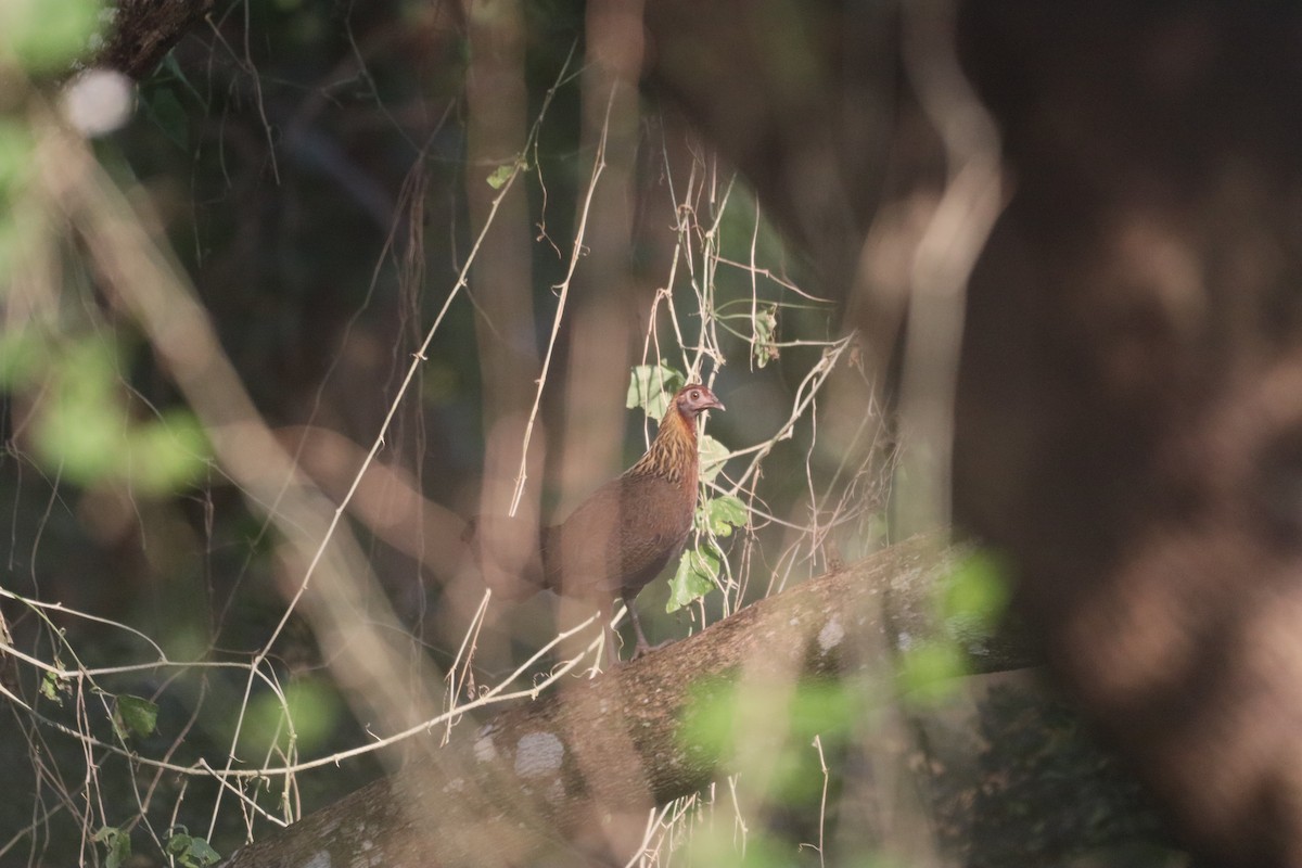 Gallo bankiva - ML646162969