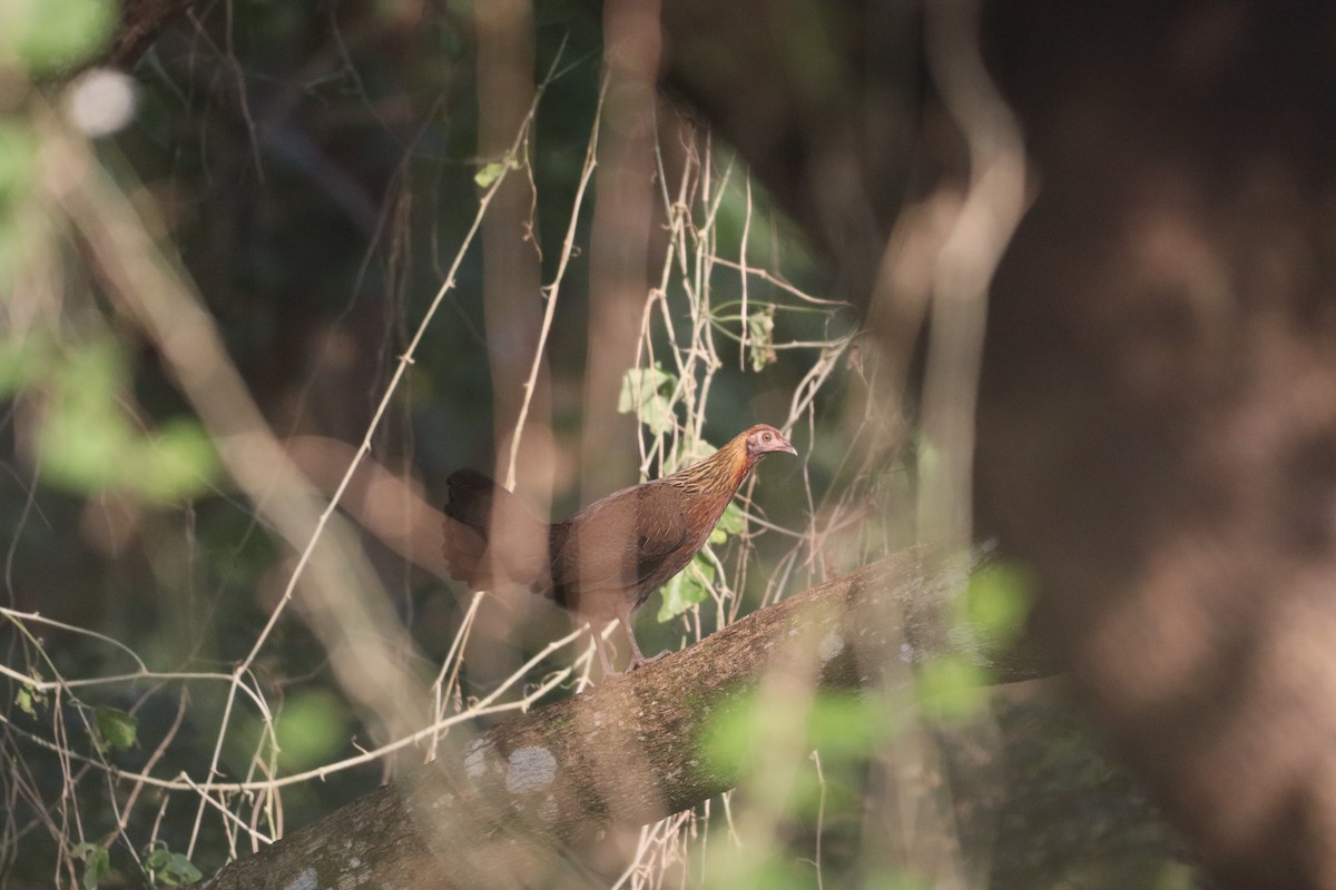 Gallo bankiva - ML646162970