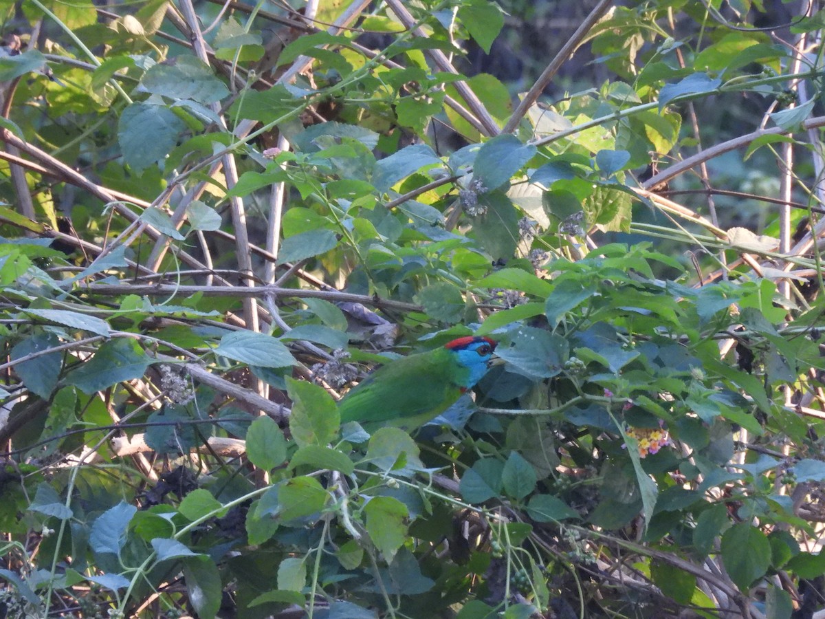 Blue-throated Barbet - ML646162979