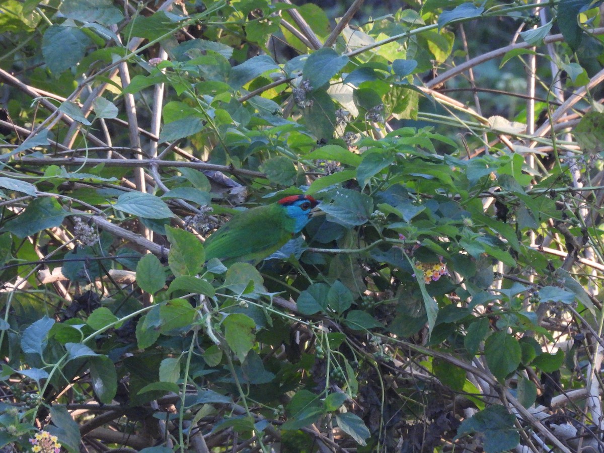 Blue-throated Barbet - ML646162980