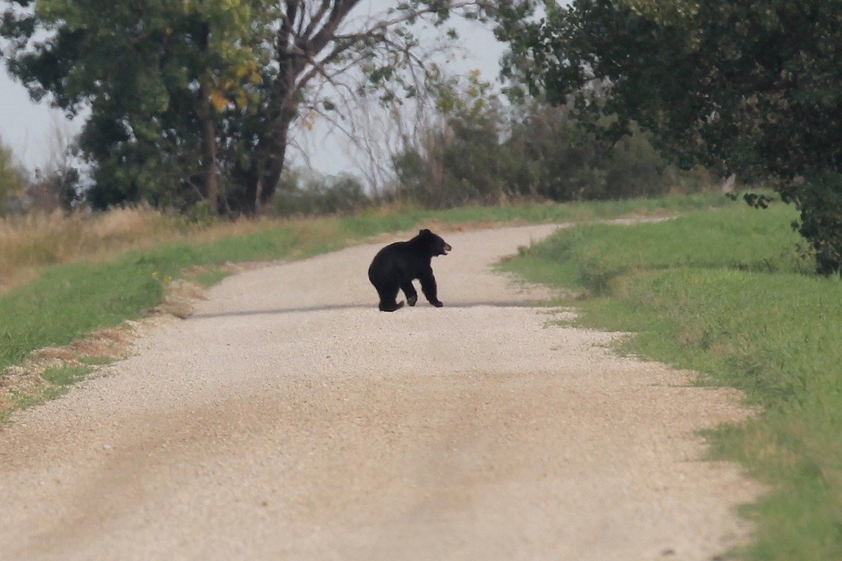 American Black Bear - ML646162999