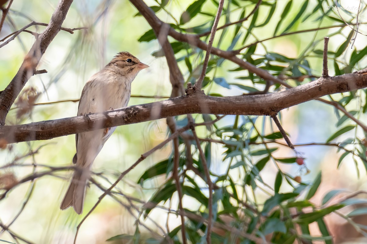 Chipping Sparrow - ML646163000