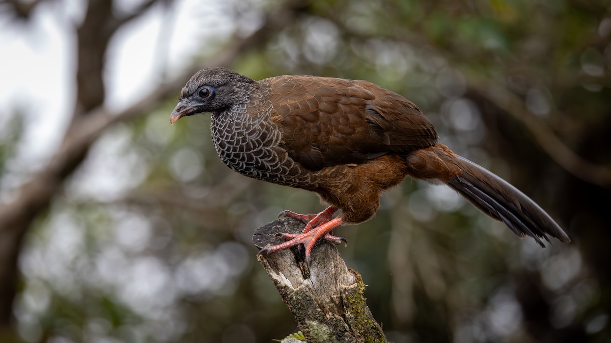 Andenguan - ML646163001